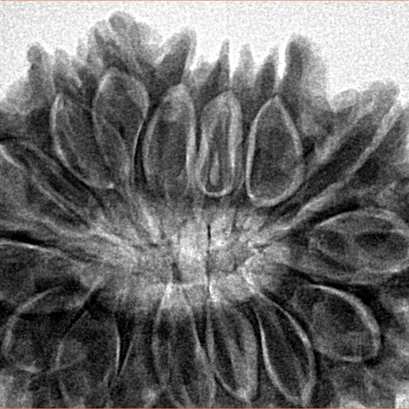 16 Mukhi Rudraksha 35mm 7.89gm - Inverse xray