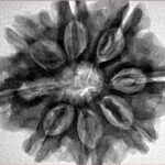 8 Mukhi Rudraksha 29mm 6.68gm - Inverse xray
