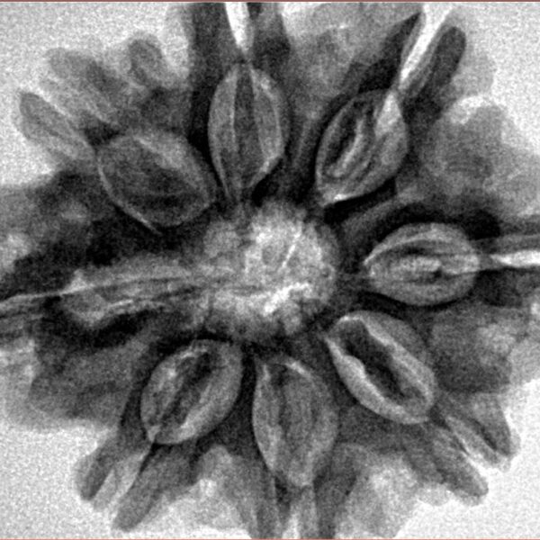 8 Mukhi Rudraksha 29mm 6.68gm - Inverse xray