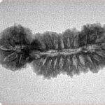 27 MK Gaurishankar 30.4mm 2.68gm - Inverse xray