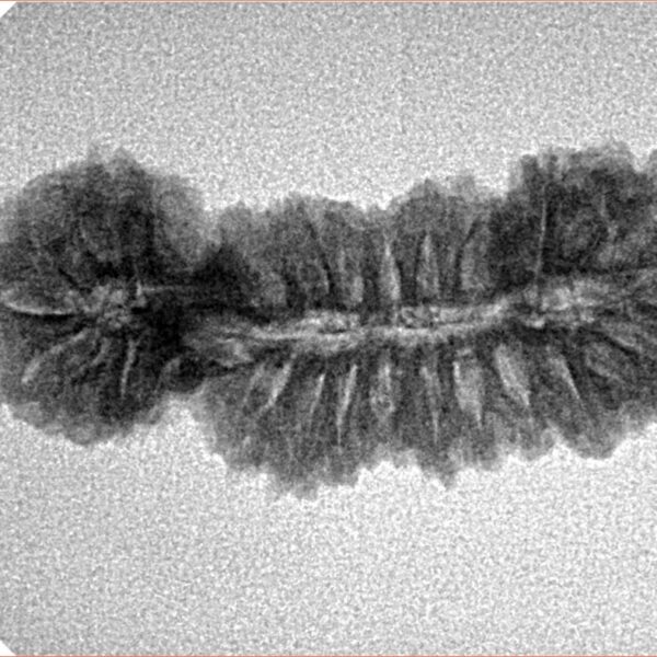 27 MK Gaurishankar 30.4mm 2.68gm - Inverse xray