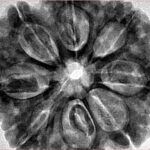 8 Mukhi Rudraksha 32.4mm 8.68gm - Inverse xray
