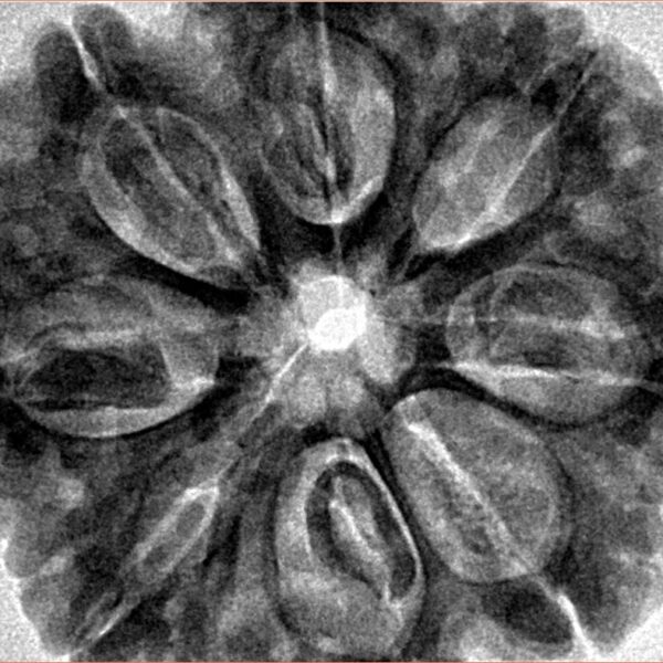8 Mukhi Rudraksha 32.4mm 8.68gm - Inverse xray