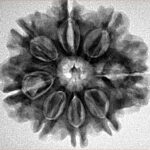 8 Mukhi Rudraksha 25.8mm 4.79gm - Inverse xray
