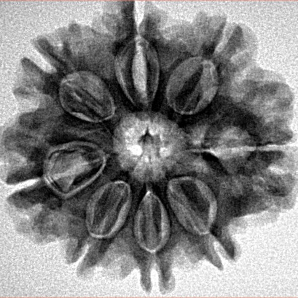 8 Mukhi Rudraksha 25.8mm 4.79gm - Inverse xray