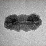 25 Mukhi Ganesh 21.3mm 0.91gm - Inverse xray