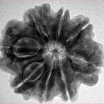 8 Mukhi Rudraksha 25.8mm 5.36gm - Inverse xray