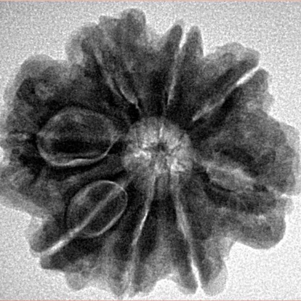 8 Mukhi Rudraksha 25.8mm 5.36gm - Inverse xray