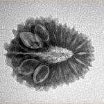 16 Mukhi Rudraksha 22.5mm 2.62gm - Inverse xray