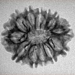 11 Mukhi Rudraksha 24.5mm 3.11gm - Inverse xray
