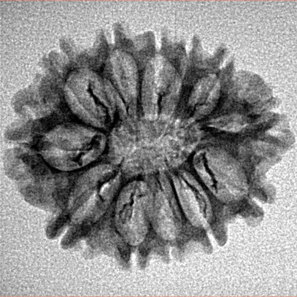 11 Mukhi Rudraksha 24.5mm 3.11gm - Inverse xray