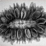 18 Mukhi Rudraksha 31.1mm 5.08gm - Origin: Nepal - Inverse xray