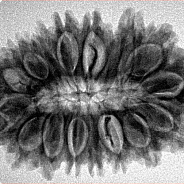18 Mukhi Rudraksha 31.1mm 5.08gm - Origin: Nepal - Inverse xray