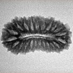 22 Mukhi Rudraksha 25mm 2.31gm - Inverse xray