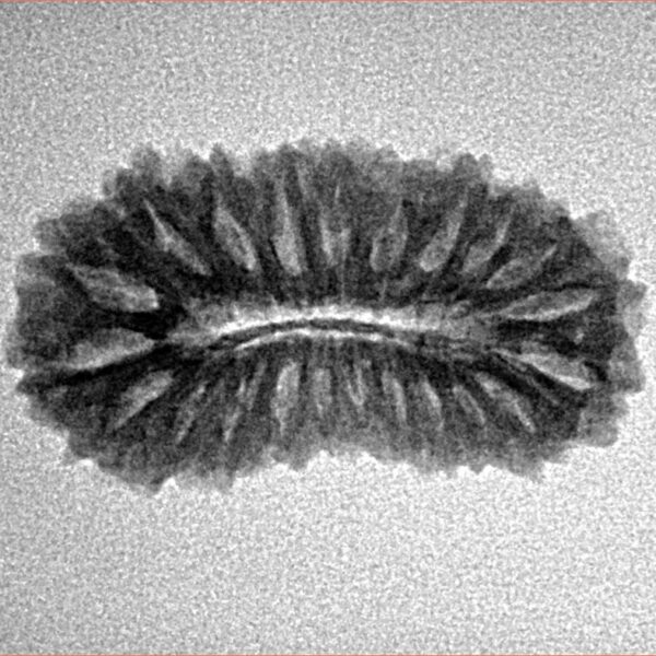 22 Mukhi Rudraksha 25mm 2.31gm - Inverse xray