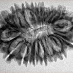 18 Mukhi Rudraksha 31.3mm 4.35gm - Origin: Nepal - Inverse xray