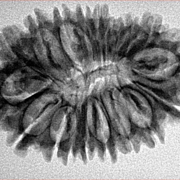 18 Mukhi Rudraksha 31.3mm 4.35gm - Origin: Nepal - Inverse xray