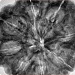 8 Mukhi Rudraksha 34mm 8.72gm - Inverse xray