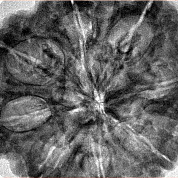 8 Mukhi Rudraksha 34mm 8.72gm - Inverse xray