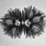 14 Mk Gaurishankar 21.4mm 2.26gm - Inverse xray