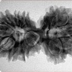 14 Mk Gaurishankar 33.2mm 5.56gm - Inverse xray