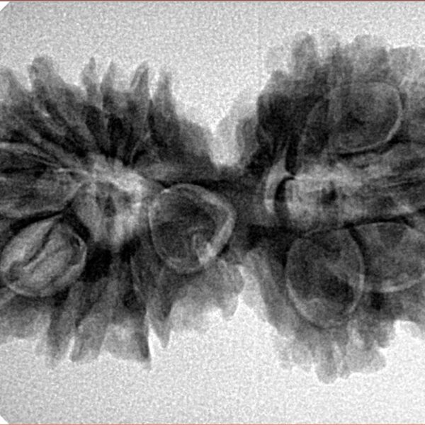 14 Mk Gaurishankar 33.2mm 5.56gm - Inverse xray