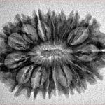 16 Mukhi Rudraksha 28.6mm 3.61gm - Inverse xray