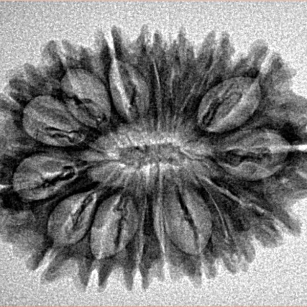 16 Mukhi Rudraksha 28.6mm 3.61gm - Inverse xray