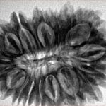 18 Mukhi Rudraksha 33.6mm 6.93gm - Inverse xray