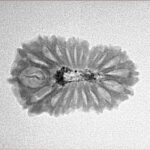 20 Mukhi Rudraksha 22.4mm 1.46gm - Inverse xray