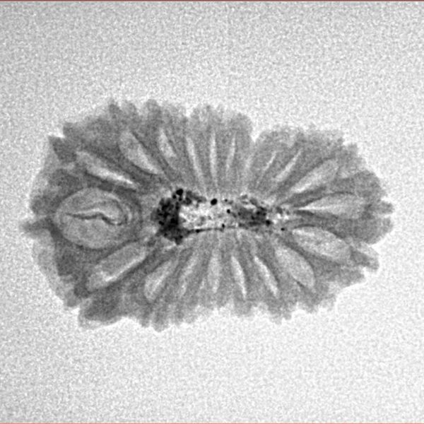 20 Mukhi Rudraksha 22.4mm 1.46gm - Inverse xray
