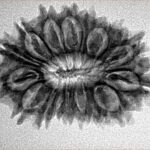 17 Mukhi Rudraksha 29.1mm 3.63gm - Origin: Nepal - Inverse xray
