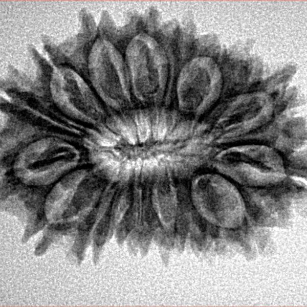 17 Mukhi Rudraksha 29.1mm 3.63gm - Origin: Nepal - Inverse xray