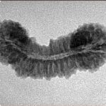 41 Mukhi Rudraksha 29.1mm 2.15gm - Inverse xray