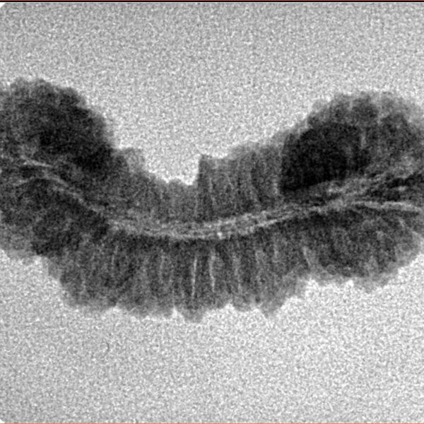 41 Mukhi Rudraksha 29.1mm 2.15gm - Inverse xray