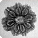 8 Mukhi Rudraksha 23.8mm 4.32gm - Inverse xray