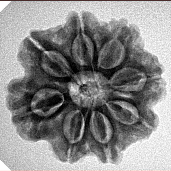 8 Mukhi Rudraksha 23.8mm 4.32gm - Inverse xray