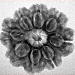 8 Mukhi Rudraksha 23.7mm 4.28gm - Inverse xray