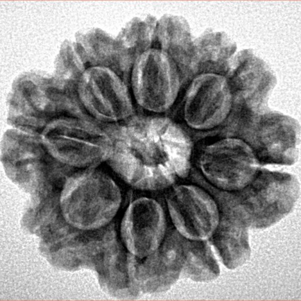 8 Mukhi Rudraksha 23.7mm 4.28gm - Inverse xray