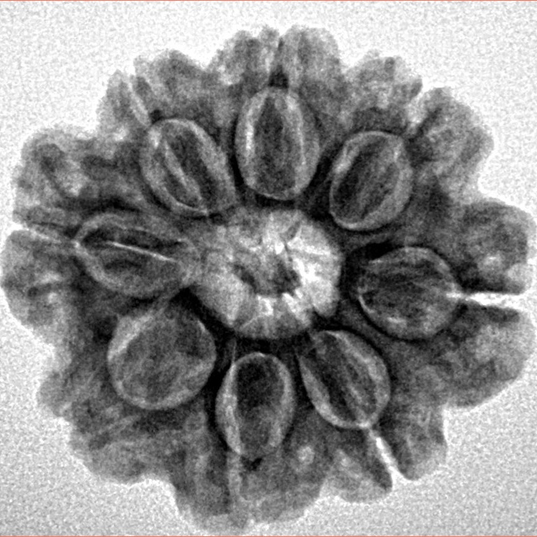 8 Mukhi Rudraksha 23.7mm 4.28gm - Inverse xray