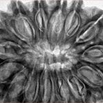 15 Mukhi Rudraksha 37.5mm 10gm - Inverse xray