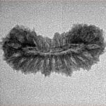 26 Mukhi Rudraksha 22.5mm 1.28gm - Inverse xray