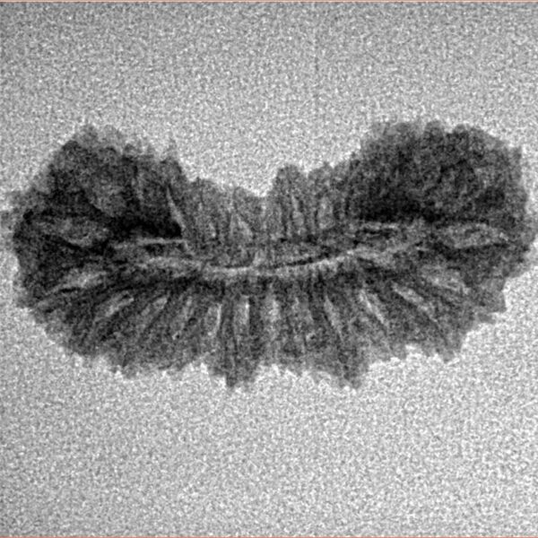 26 Mukhi Rudraksha 22.5mm 1.28gm - Inverse xray