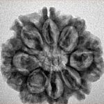 8 Mukhi Rudraksha 25.1mm 4.22gm - Inverse xray