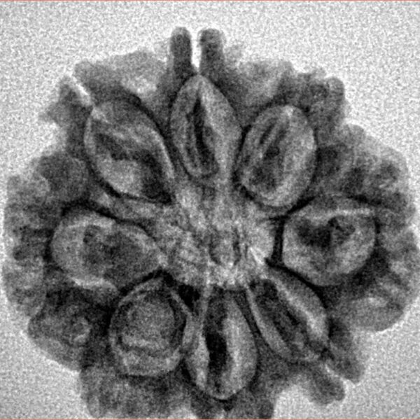 8 Mukhi Rudraksha 25.1mm 4.22gm - Inverse xray