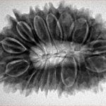 17 Mukhi Rudraksha 32.4mm 5.94gm - Inverse xray