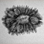 14 Mukhi Rudraksha 24mm 2.18gm - Inverse xray