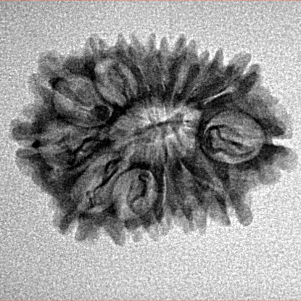 14 Mukhi Rudraksha 24mm 2.18gm - Inverse xray