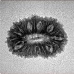 20 Mukhi Rudraksha 21.8mm 2gm - Inverse xray