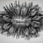 16 Mukhi Rudraksha 29.7mm 2.83gm - Origin: Nepal - Inverse xray